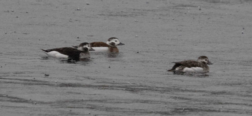 Long-tailed Ducks