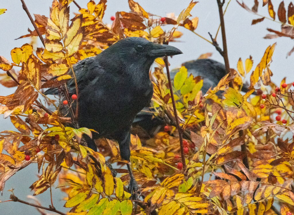 Crow in Mountain Ash