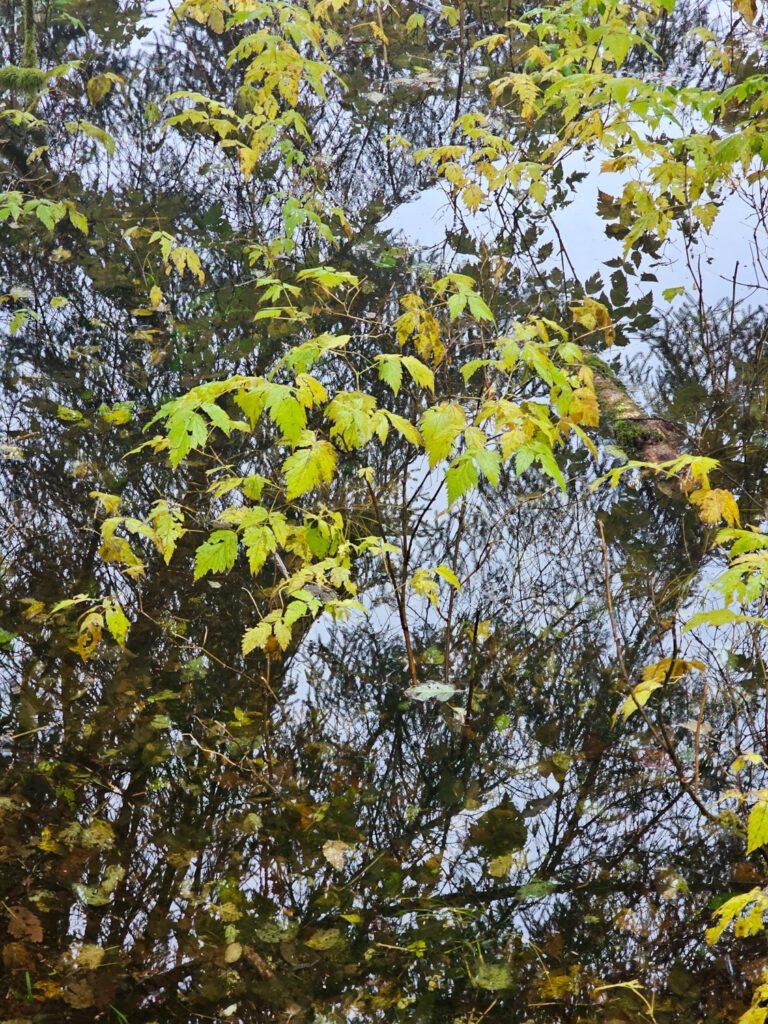 Leaves and Reflections