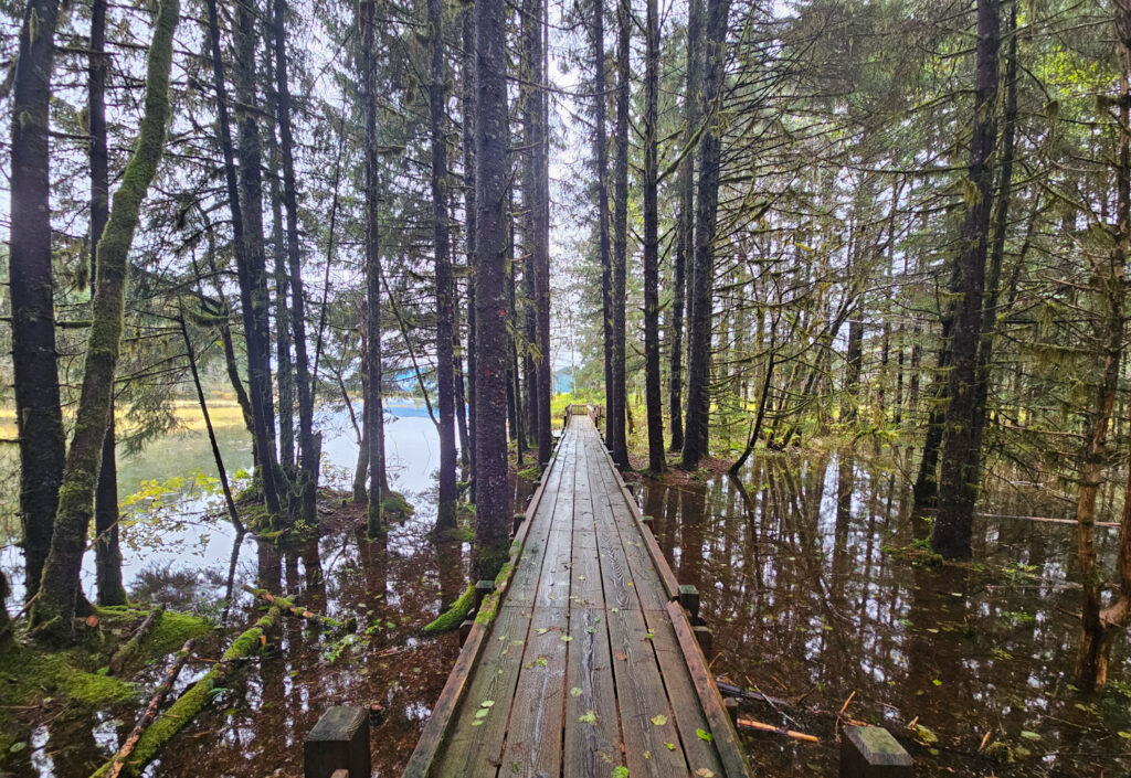 Raised Boardwalk and Flooded Forest