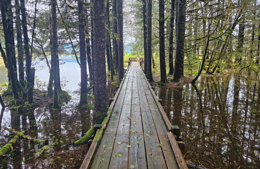 Raised Boardwalk and Flooded Forest