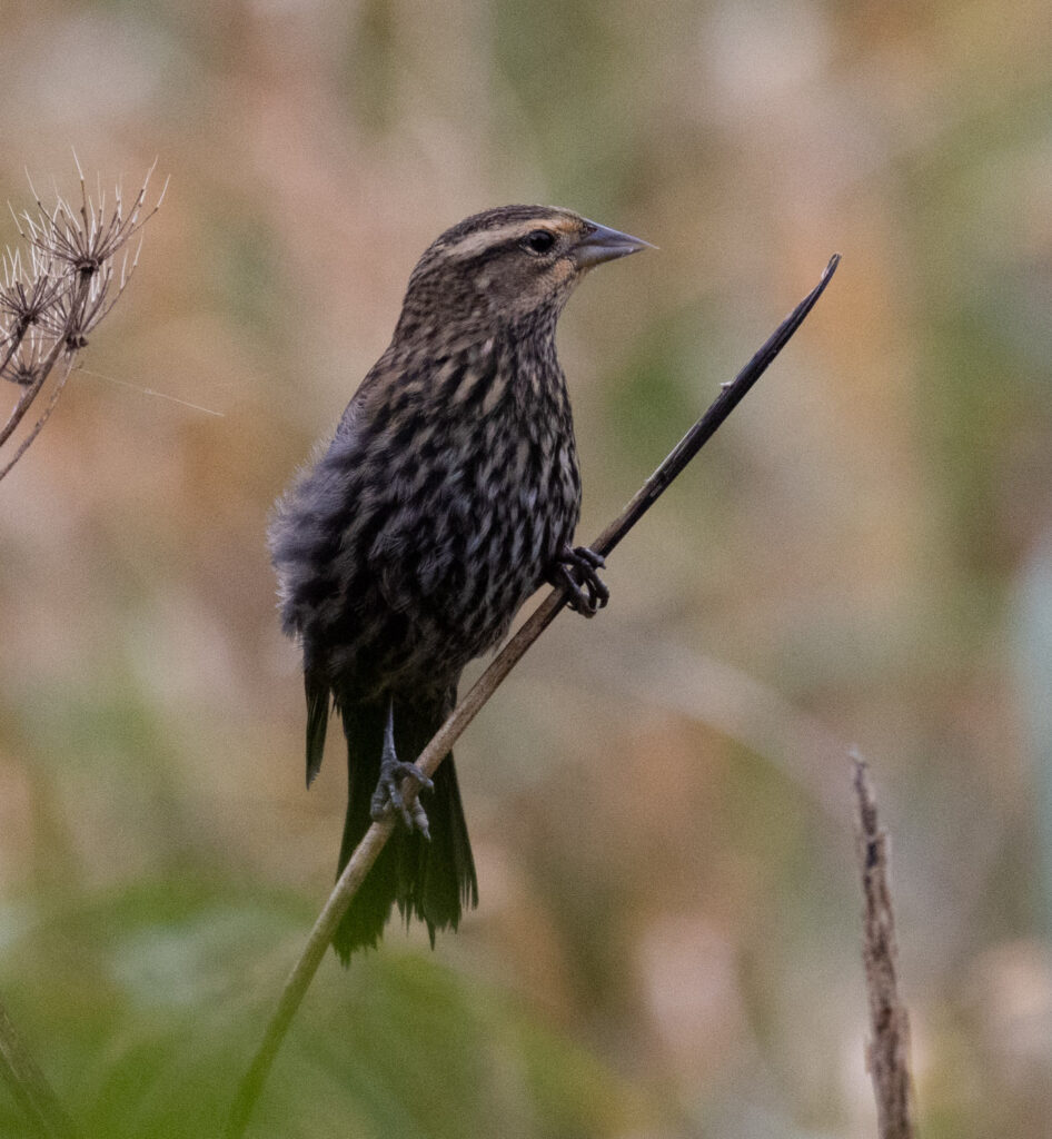 Red-winged Blackbird