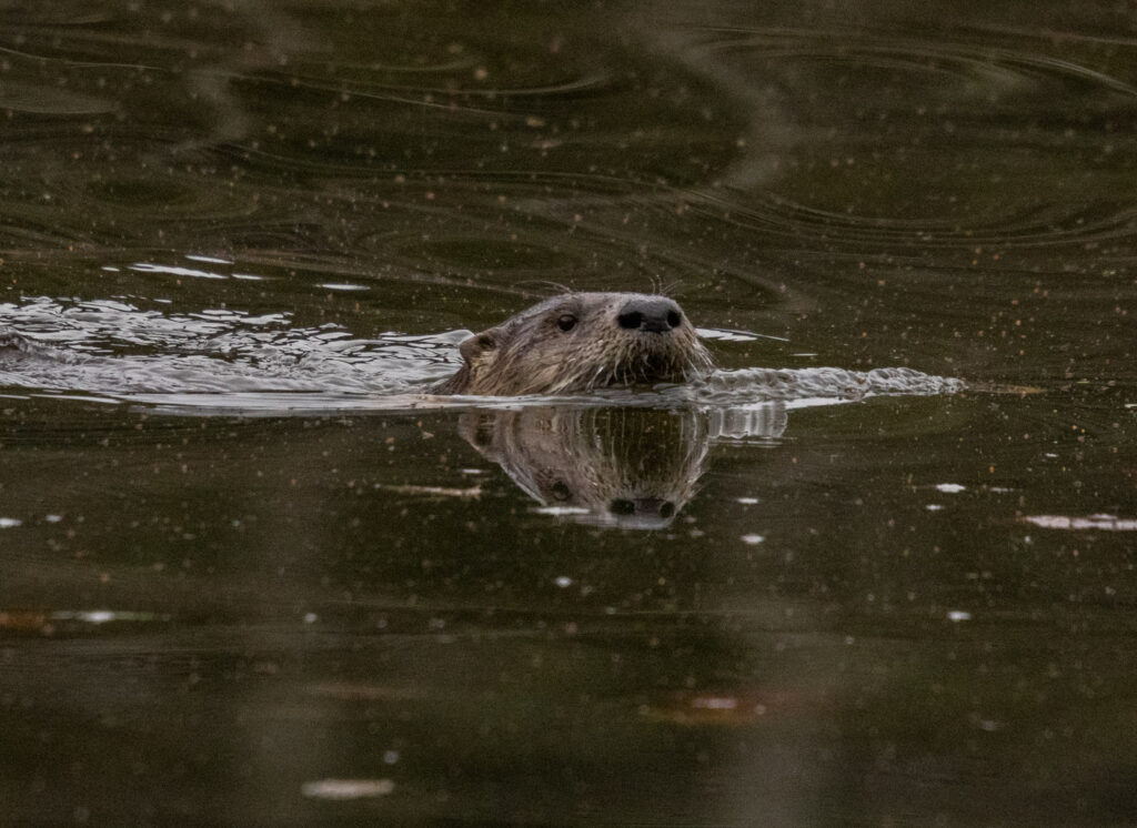 River Otter at Starrigavan Estuary