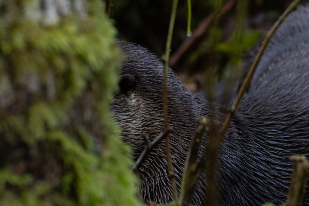 Partial View of River Otter