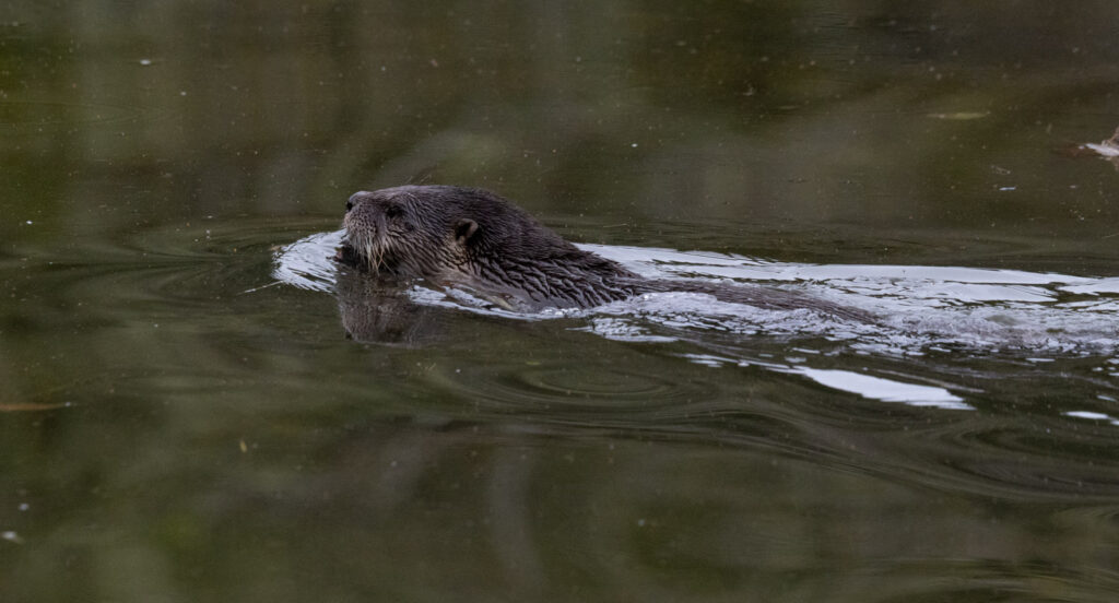 River Otter at Starrigavan Estuary