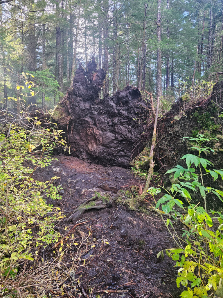 Tipped Root Mass