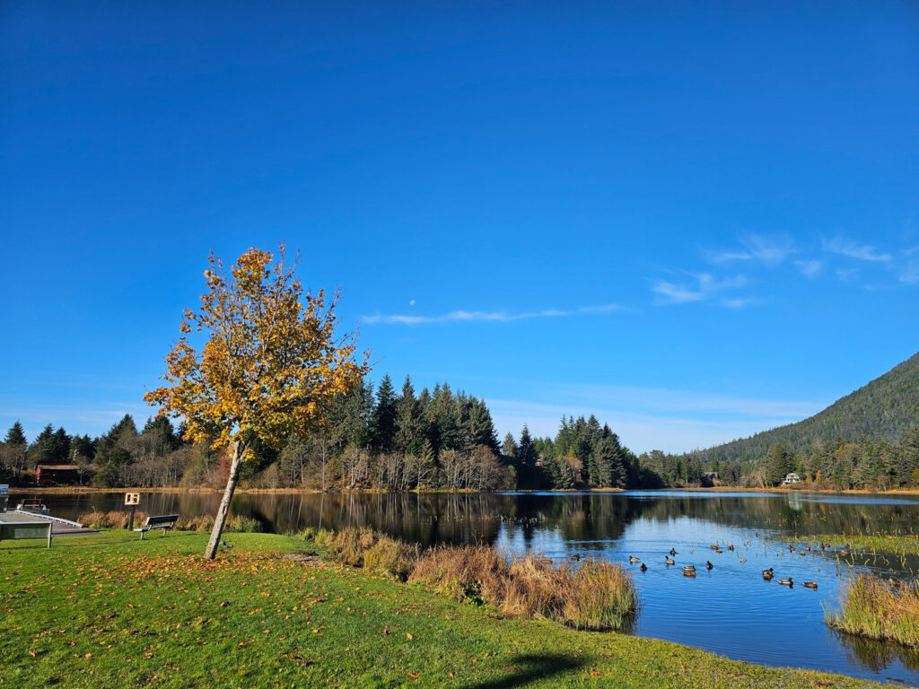 Sunny Fall Day Swan Lake