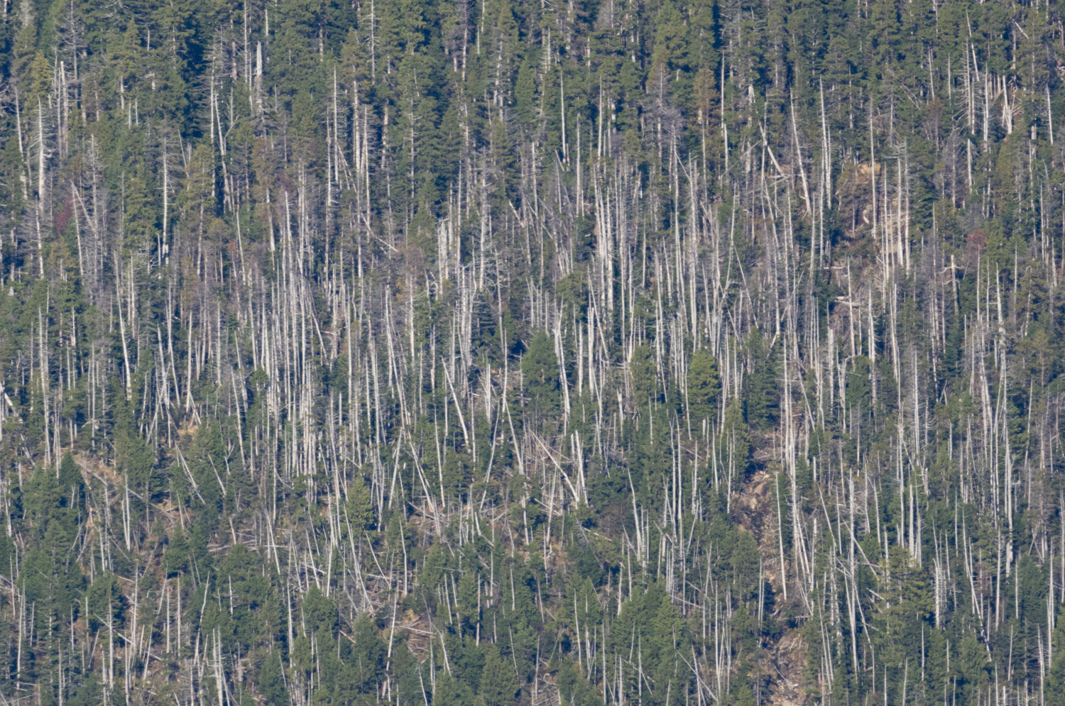 Cedar Decline