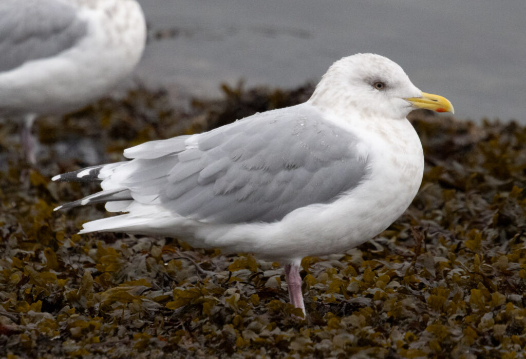 Thayer's Gull