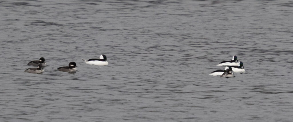 Buffleheads