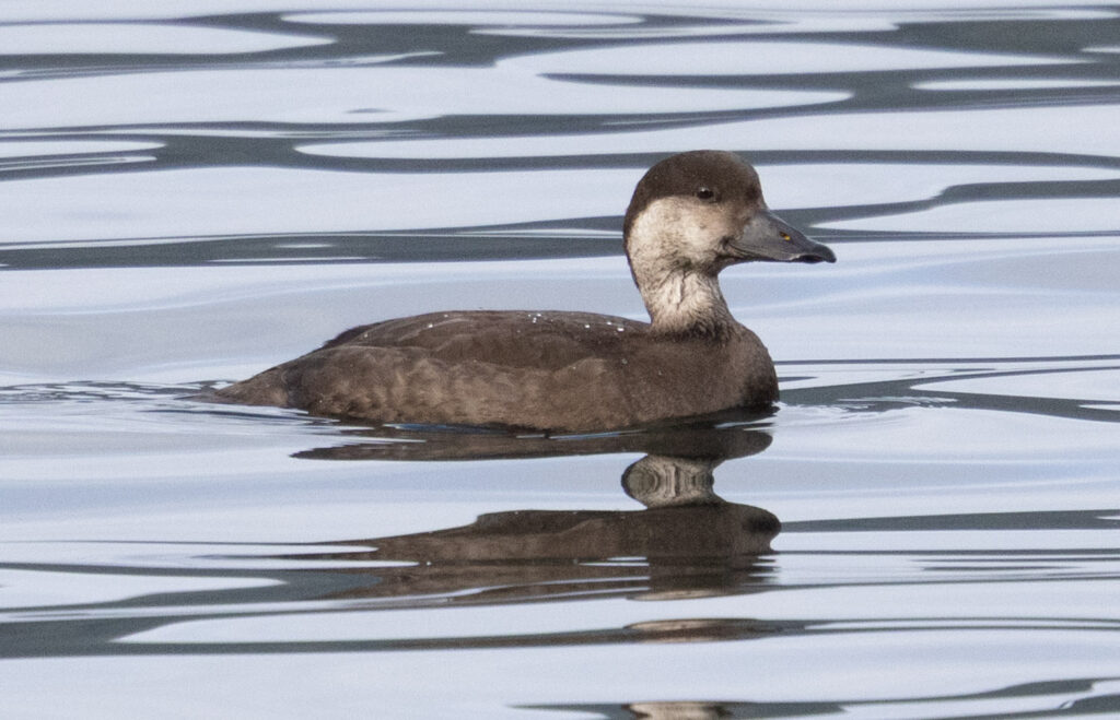 Black Scoter