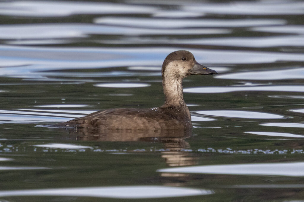 Black Scoter