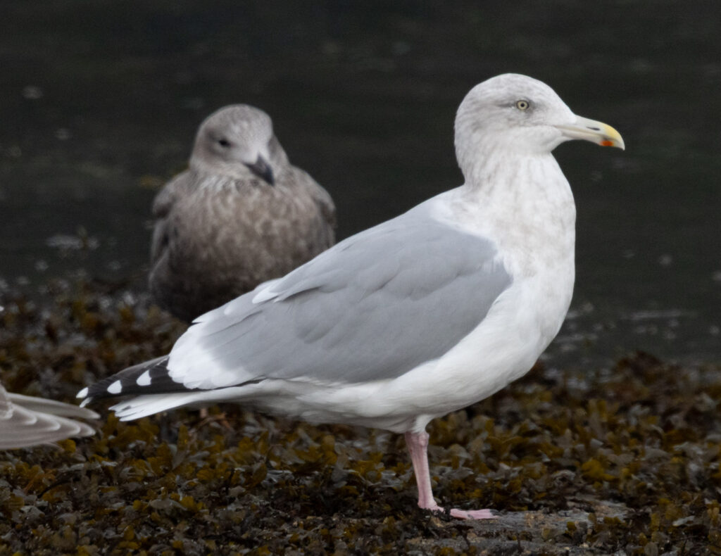 Cook Inlet Gull