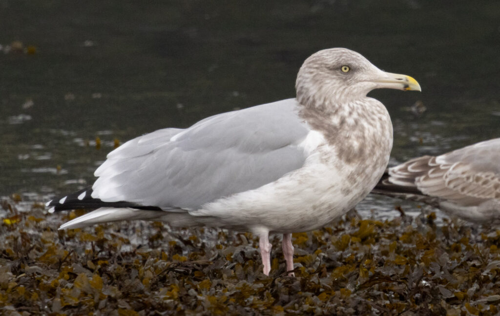 Herring Gull