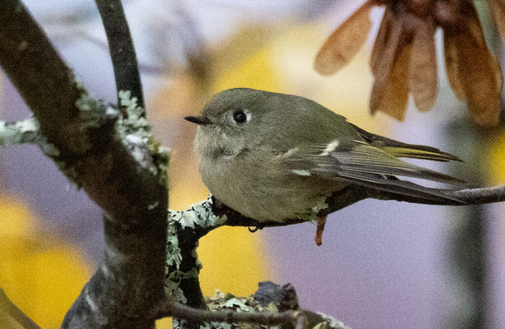 Ruby-crowned Kinglet with one Foot