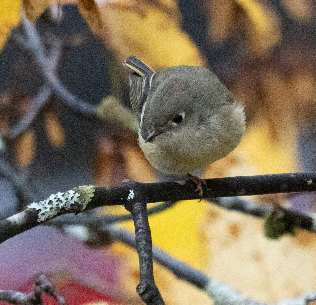 Ruby-crowned Kinglet with one Foot