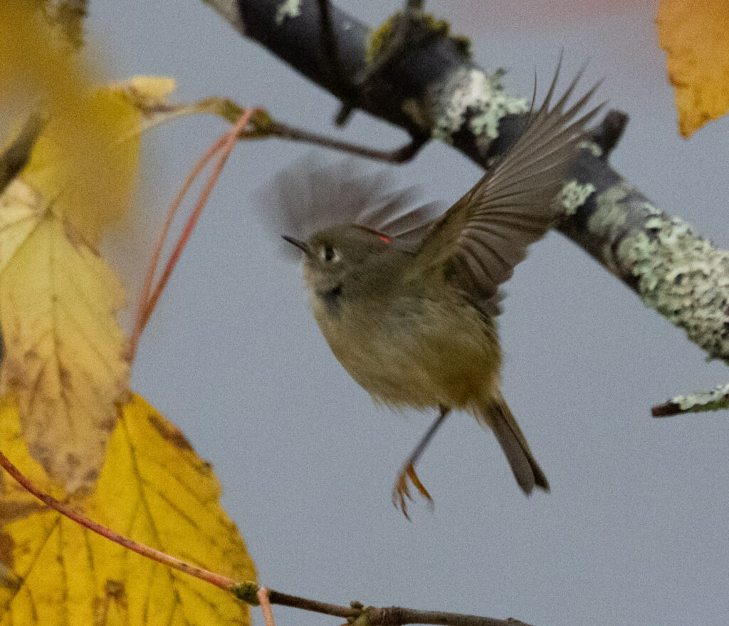 Ruby-crowned Kinglet with one Foot