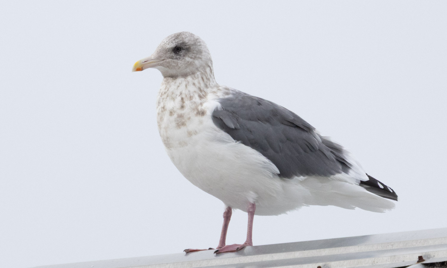 Slaty-backed Gull