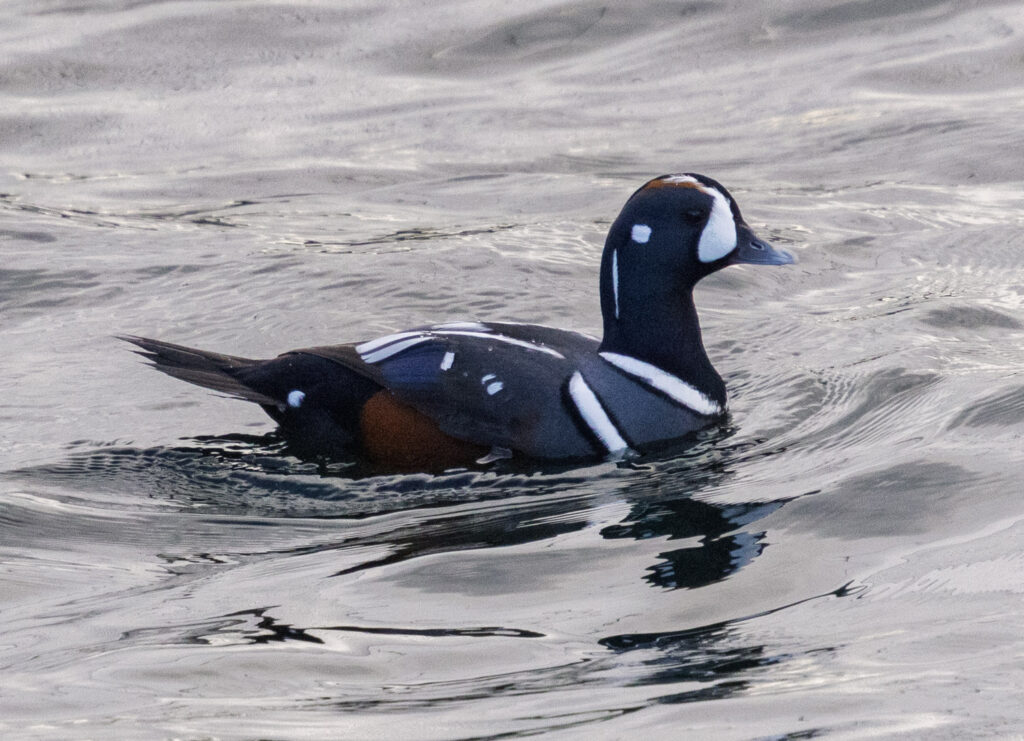 Harlequin Duck