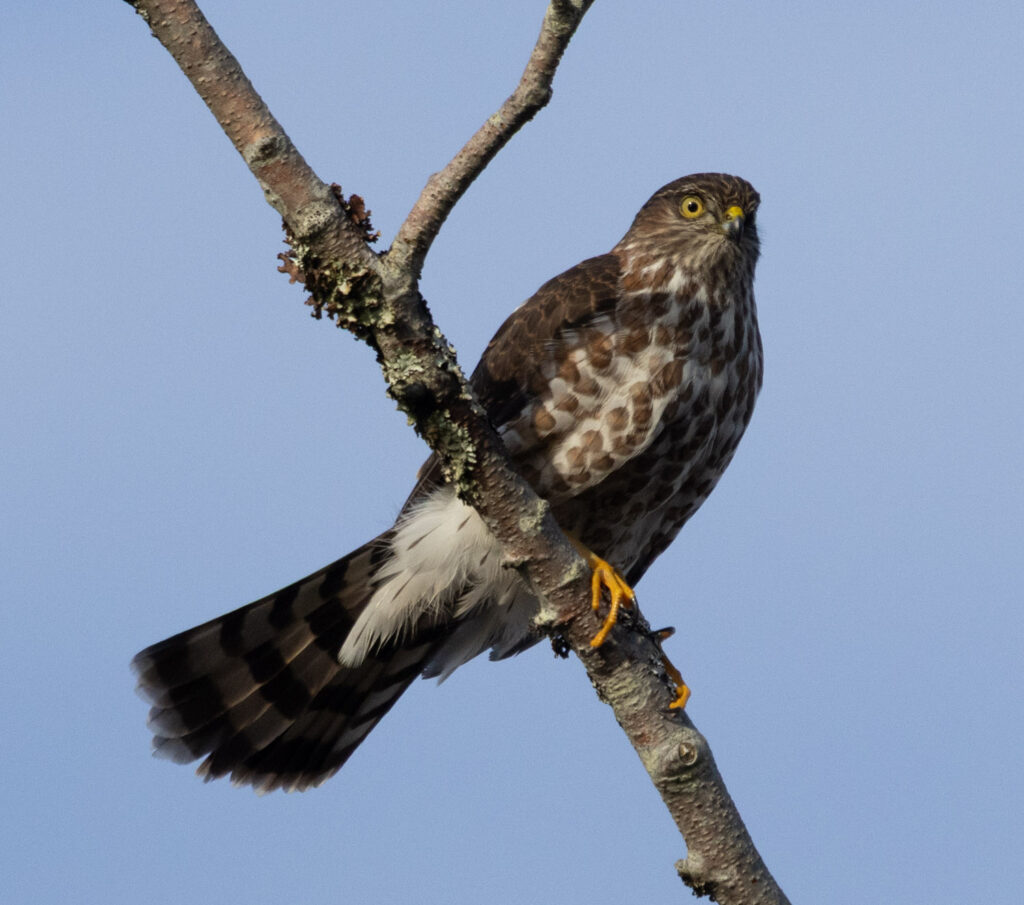 Sharp-shinned Hawk