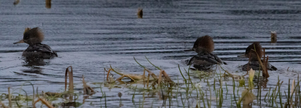 Hooded Mergansers