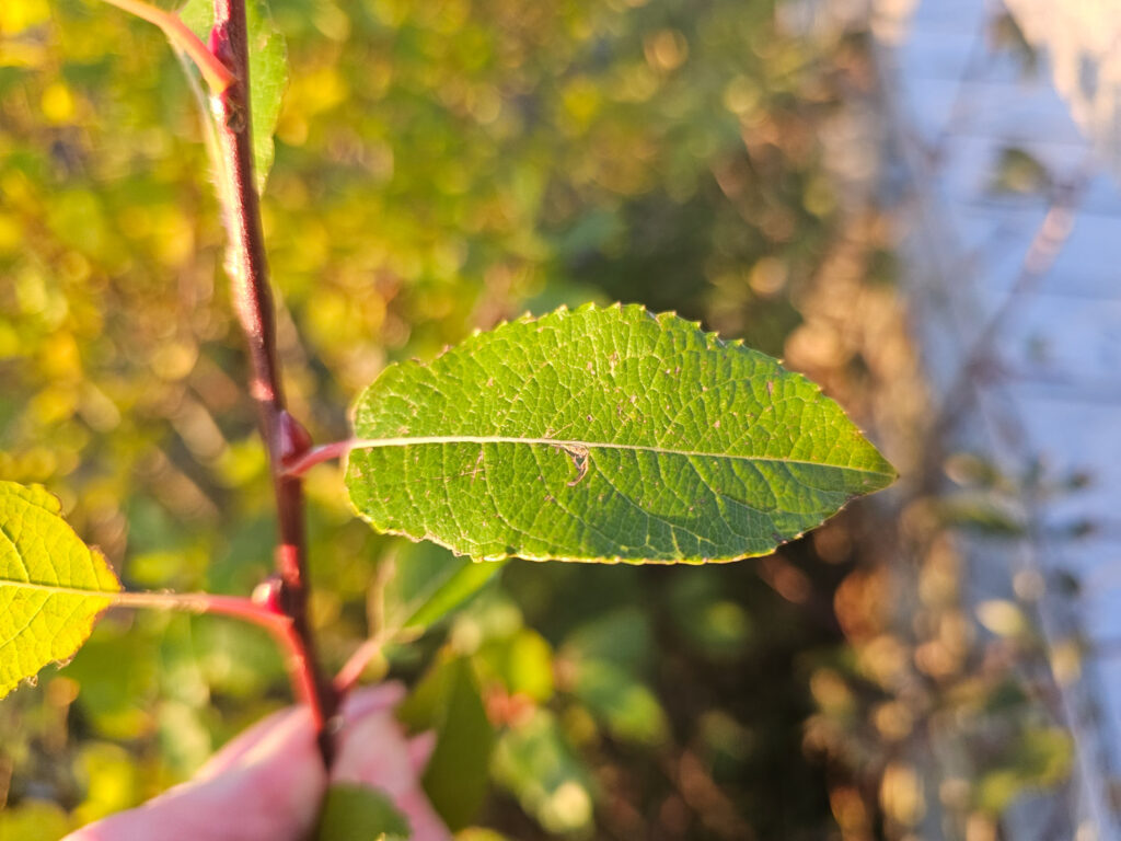 Willow (Salix sp)