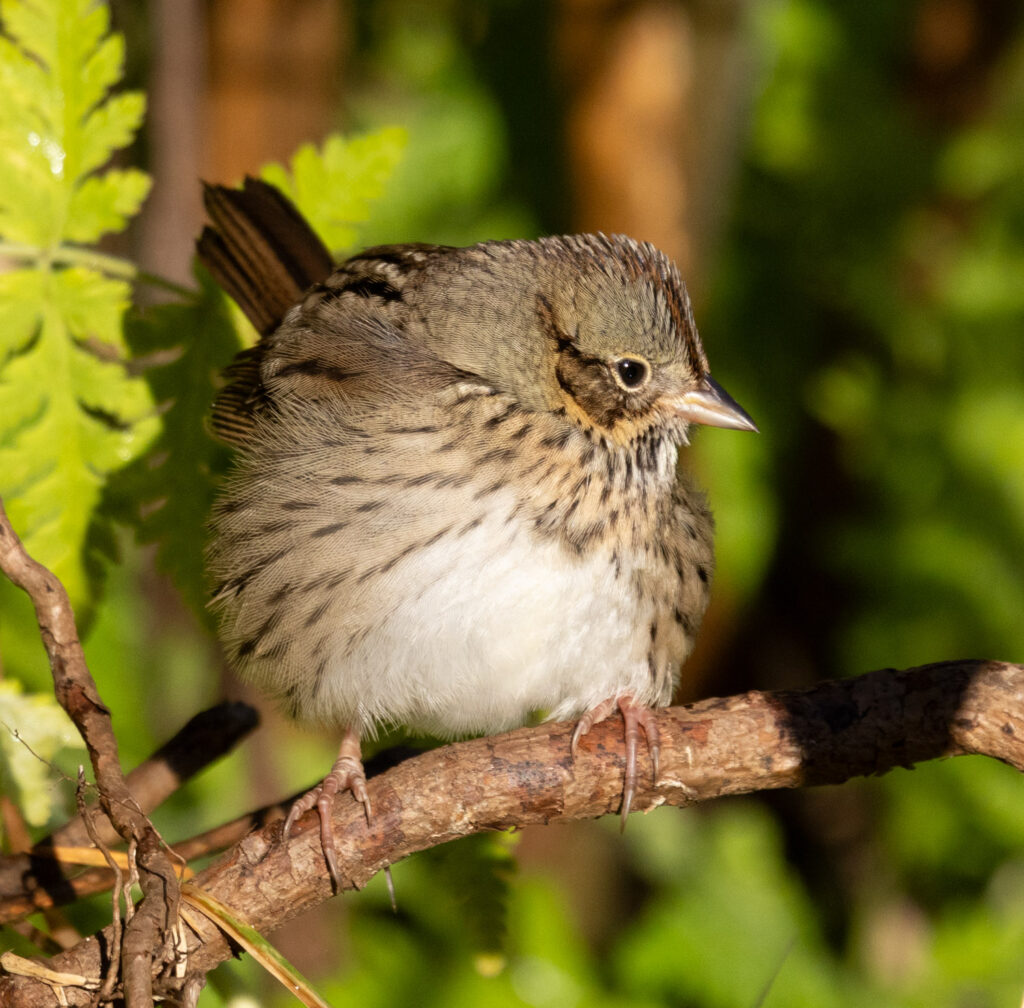 Lincoln's Sparrow