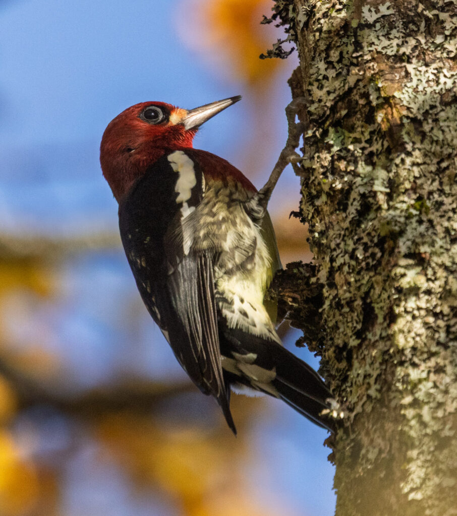 Red-breasted Sapsucker