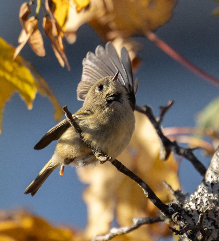 One-footed Ruby-crowned Kinglet