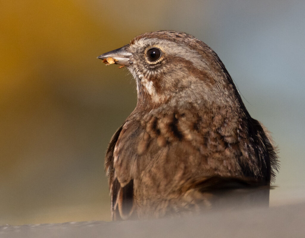 Song Sparrow