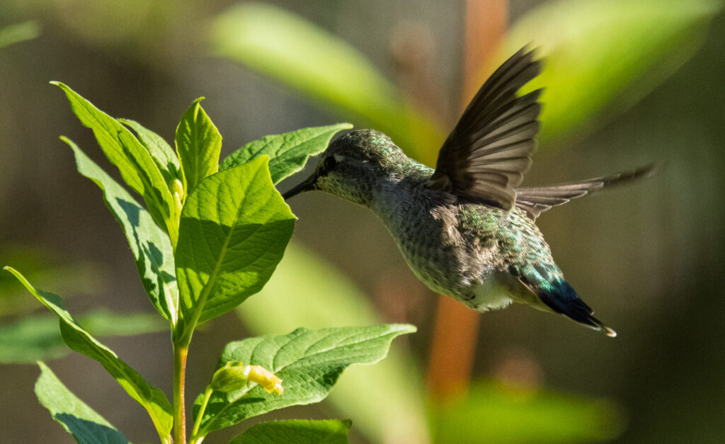 Anna's Hummingbird