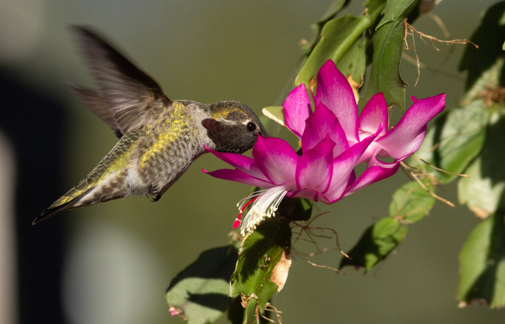 Anna's Hummingbird