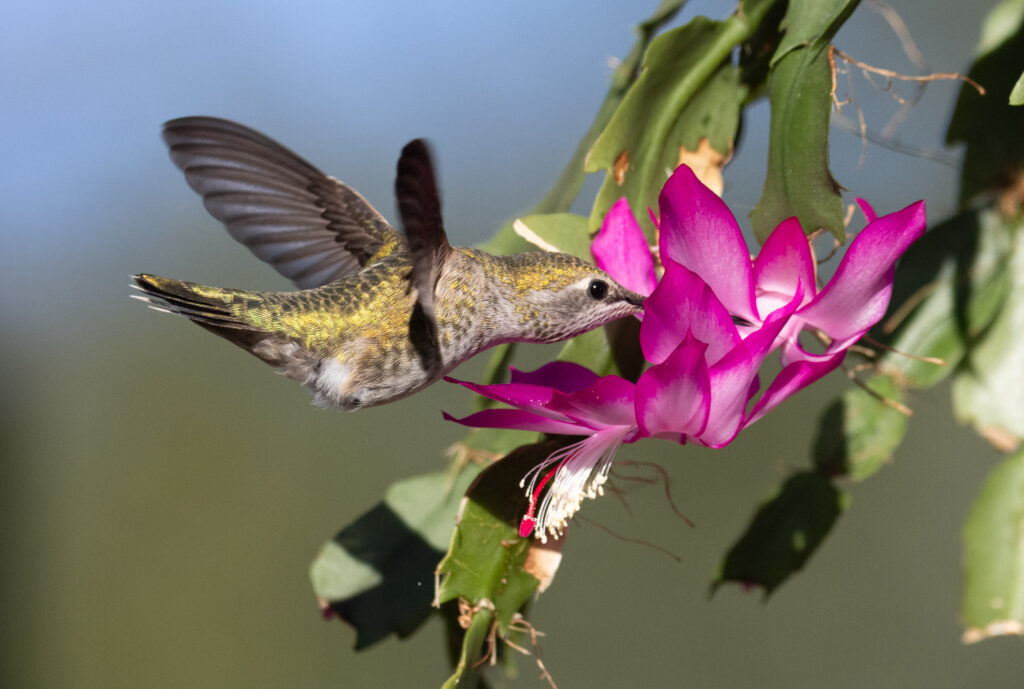 Anna's Hummingbird