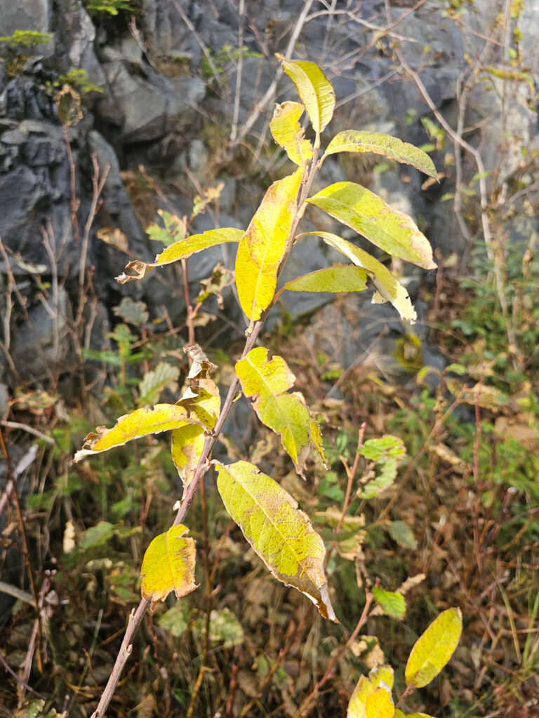 Sitka Willow (<em>Salix sitchensis</em>)