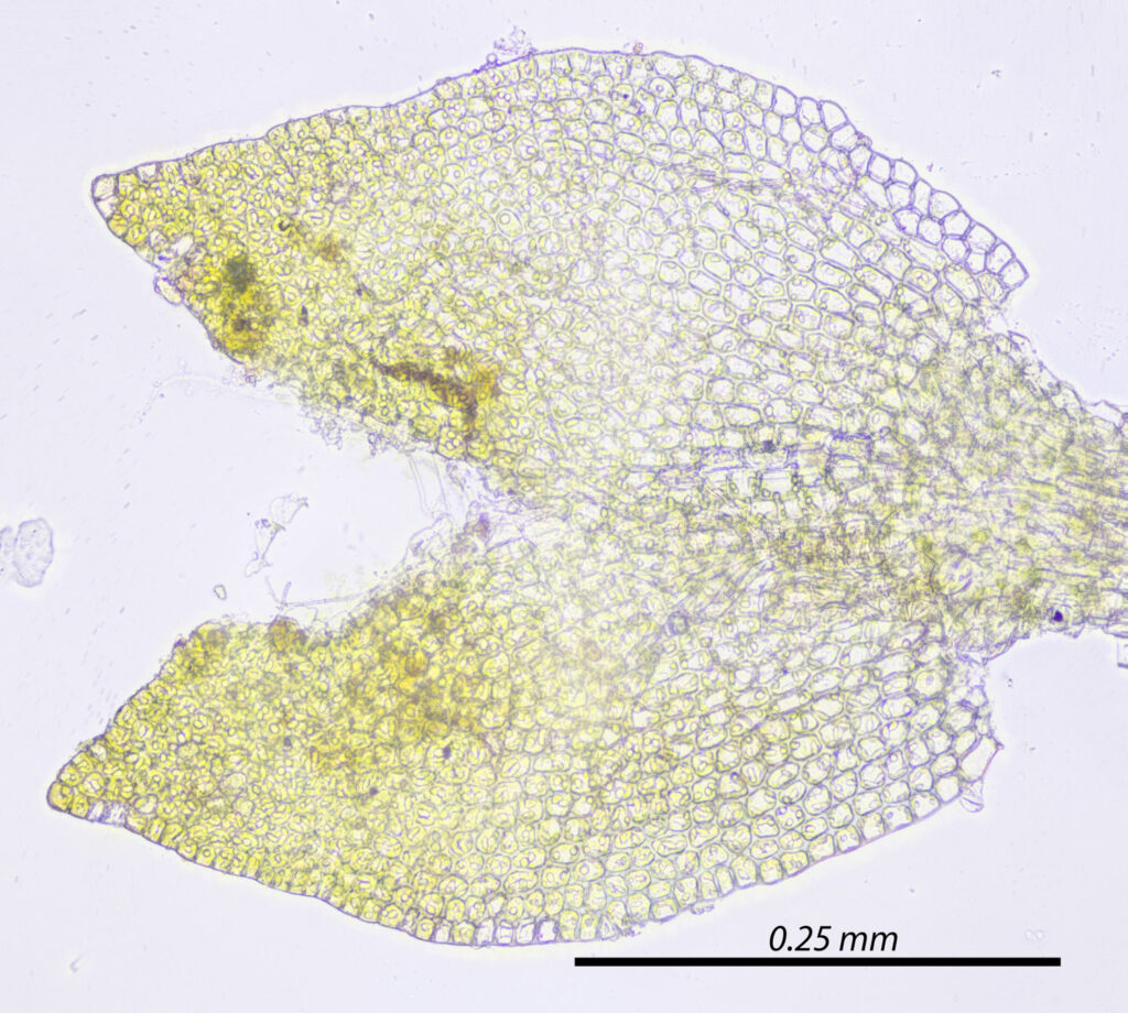 Leaf from Liverwort