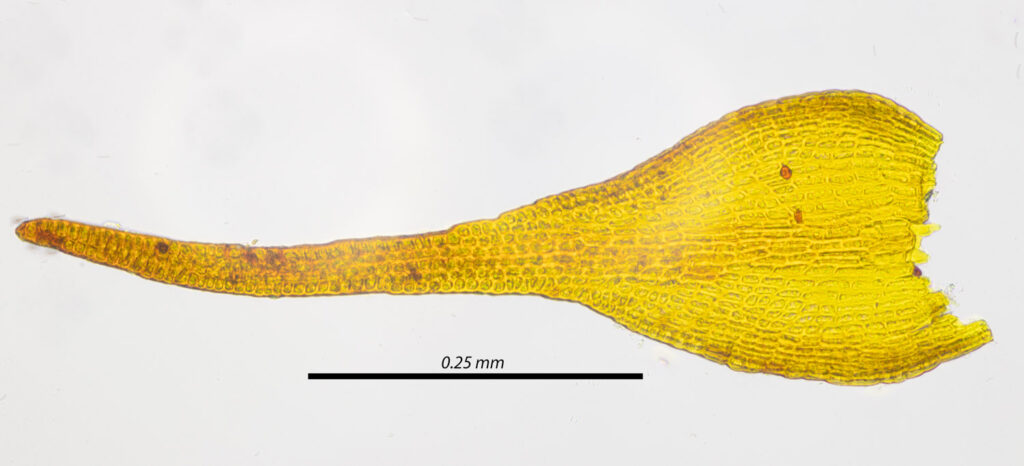 Blytt's Rock Moss (<em>Andreaea blyttii</em>)