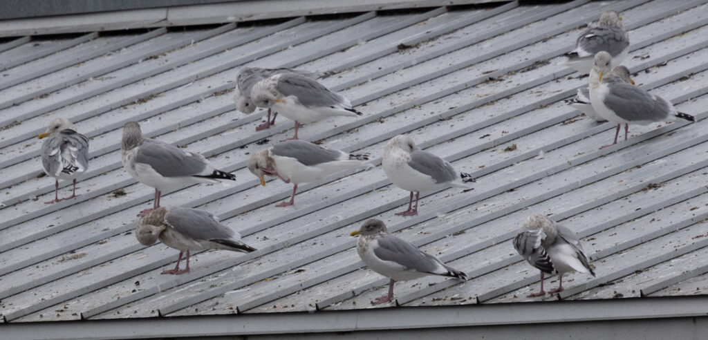 Gulls