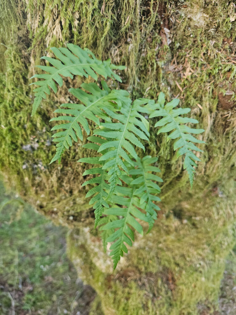 Licorice Fern (Polypodium glycyrrhiza)