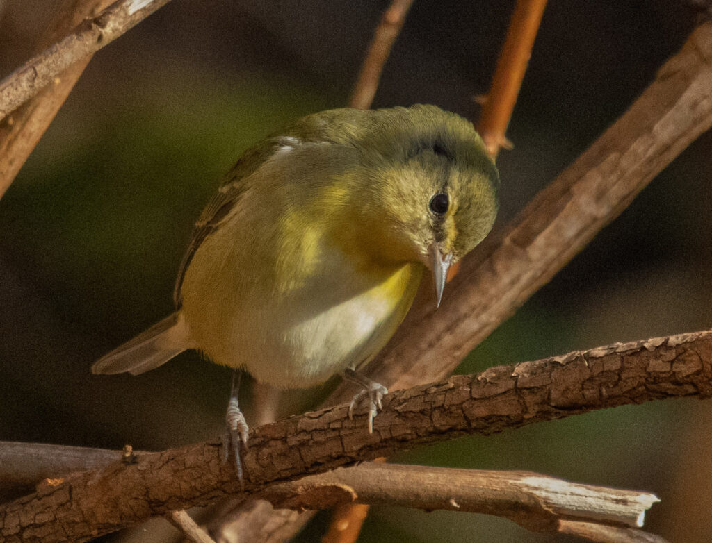 Tennessee Warbler