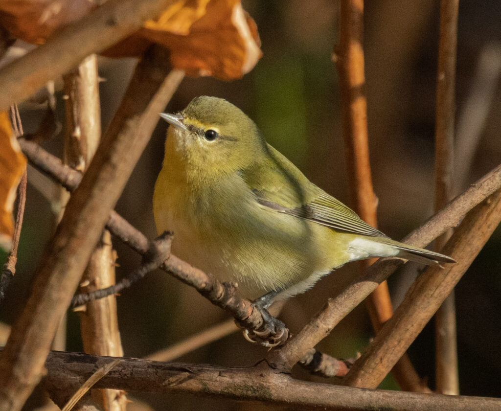 Tennessee Warbler