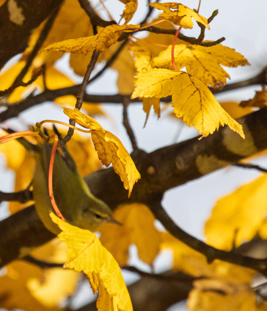 Maple Leaves (and a warbler)