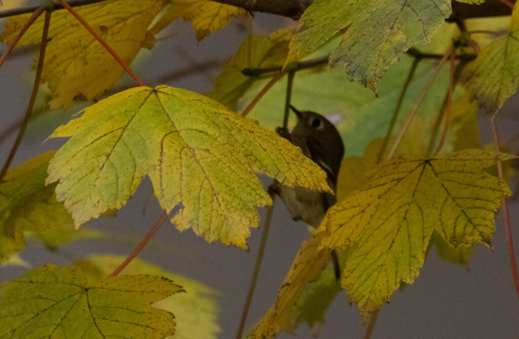 Fall Color (and a Ruby-crowned Kinglet)