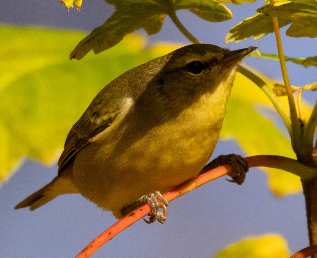 Tennessee Warbler