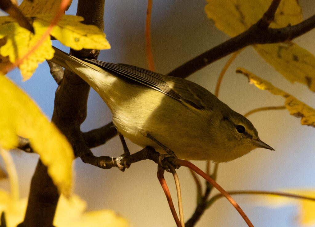 Tennessee Warbler