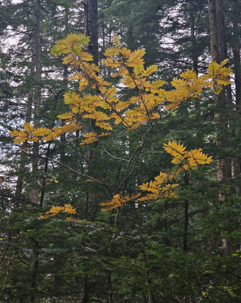 Mountain Ash (<em>Sorbus aucuparia</em>)