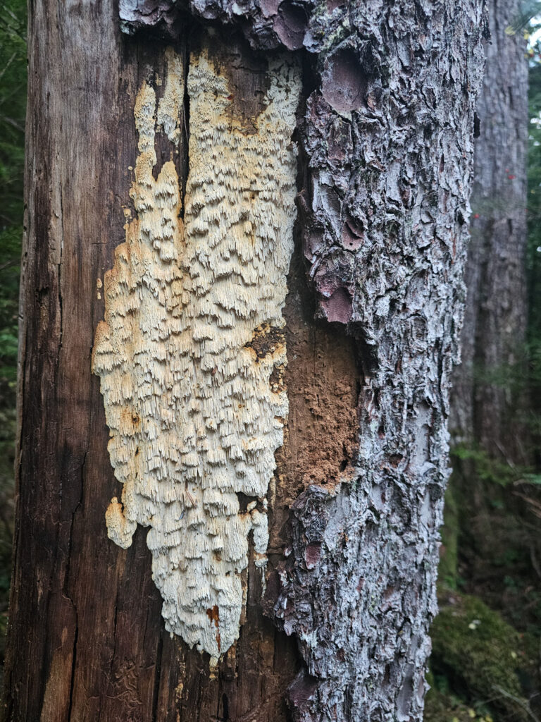 Fungus