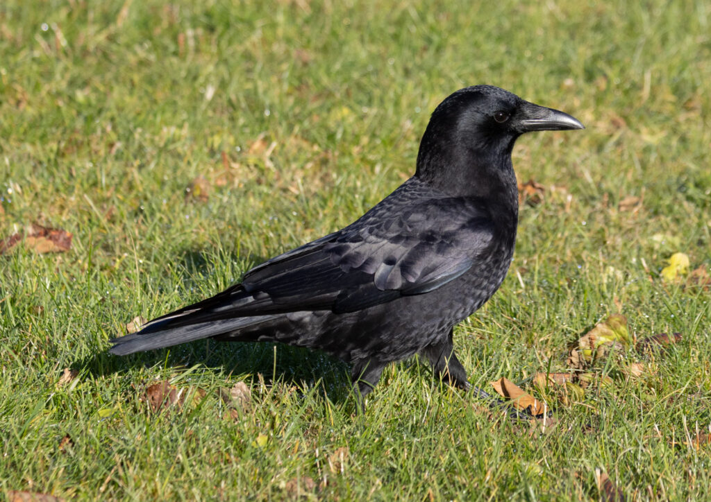 American Crow