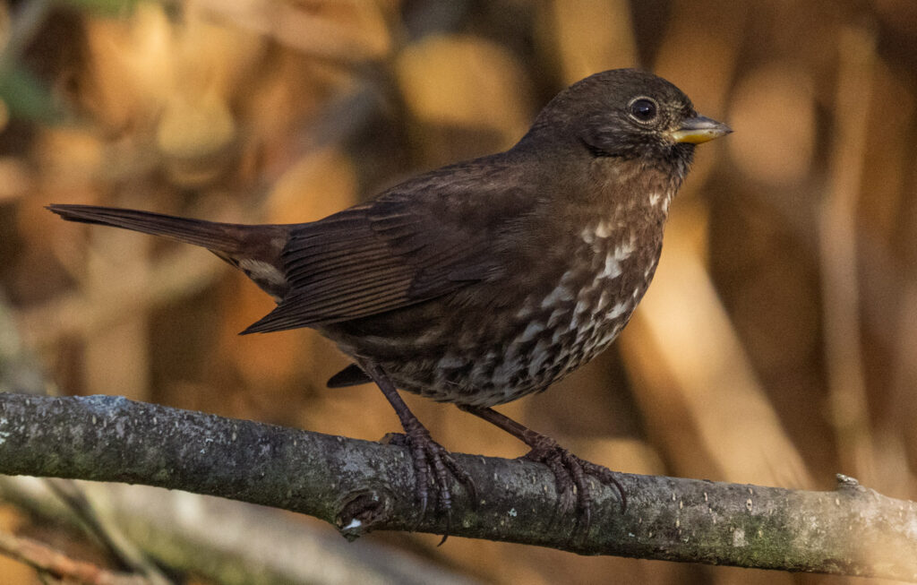 Fox Sparrow