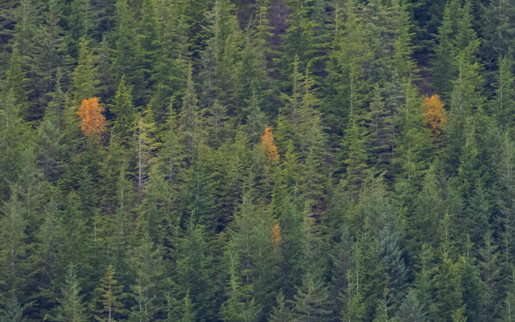 Fall Color in a Young Growth Coniferous Forest