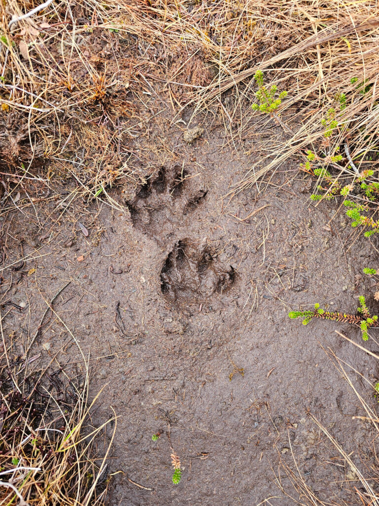 River Otter Tracks